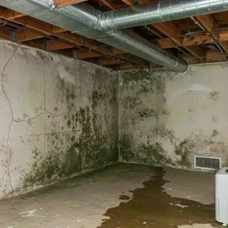 Professional Mold Removal in Okawville, IL